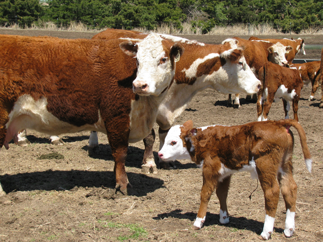 Even during the busy calving season, think about strategies of what to do to make your cow-calf operation more profitable, including when is the best calving time for your herd. (DTN file photo)